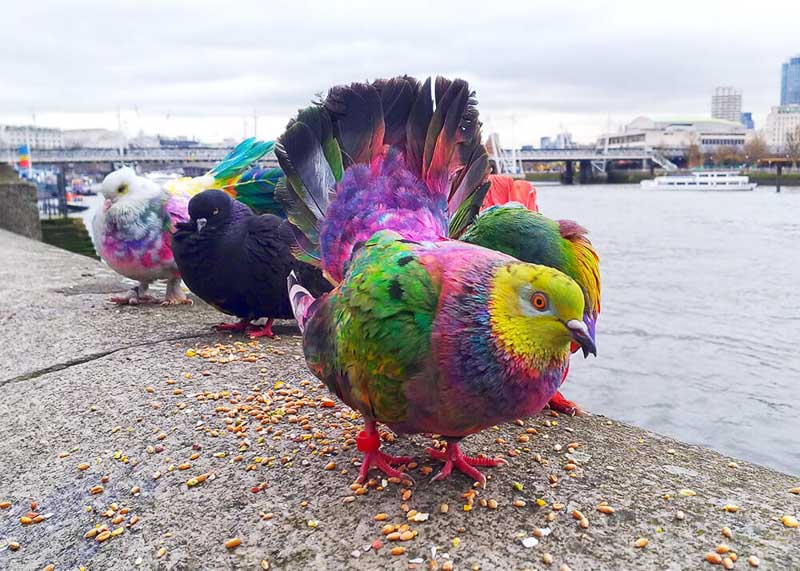 چگونه عکاس خیابانی خوبی شویم؟-بخش دوم 10