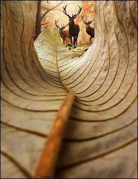 Wild Life Landscape photography nature photography