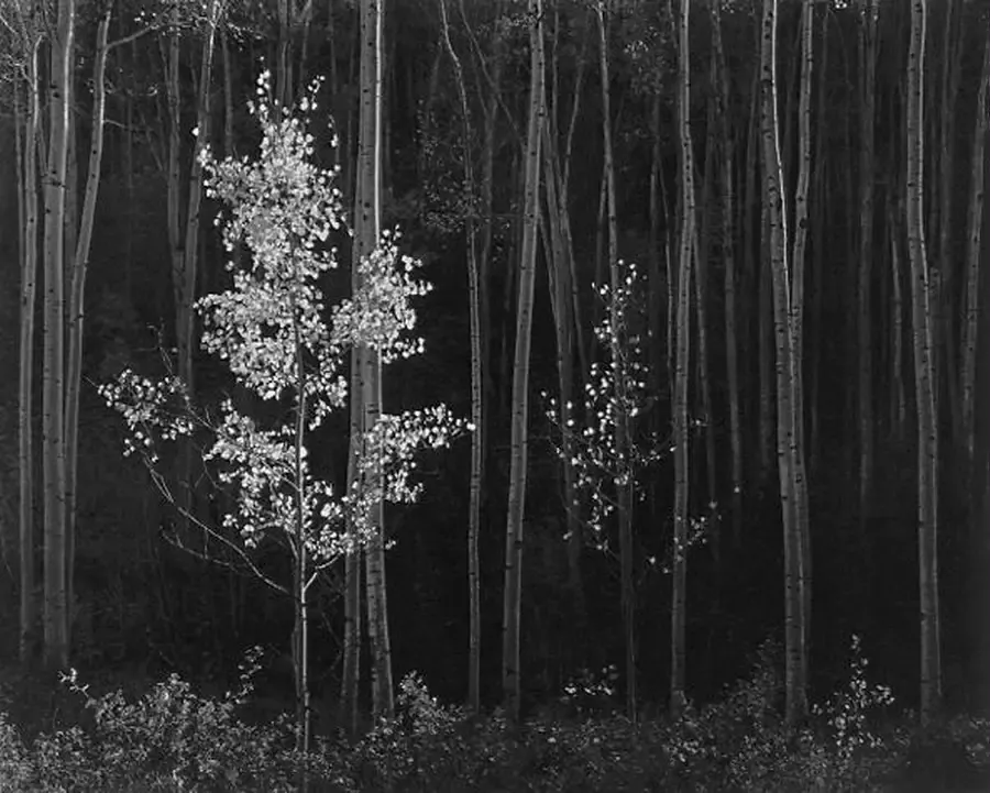 14-Fine Art Photography-Ansel Adams-Aspens, Northern New Mexico.
