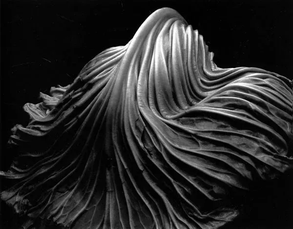 13-Fine Art Photography-Edward Weston