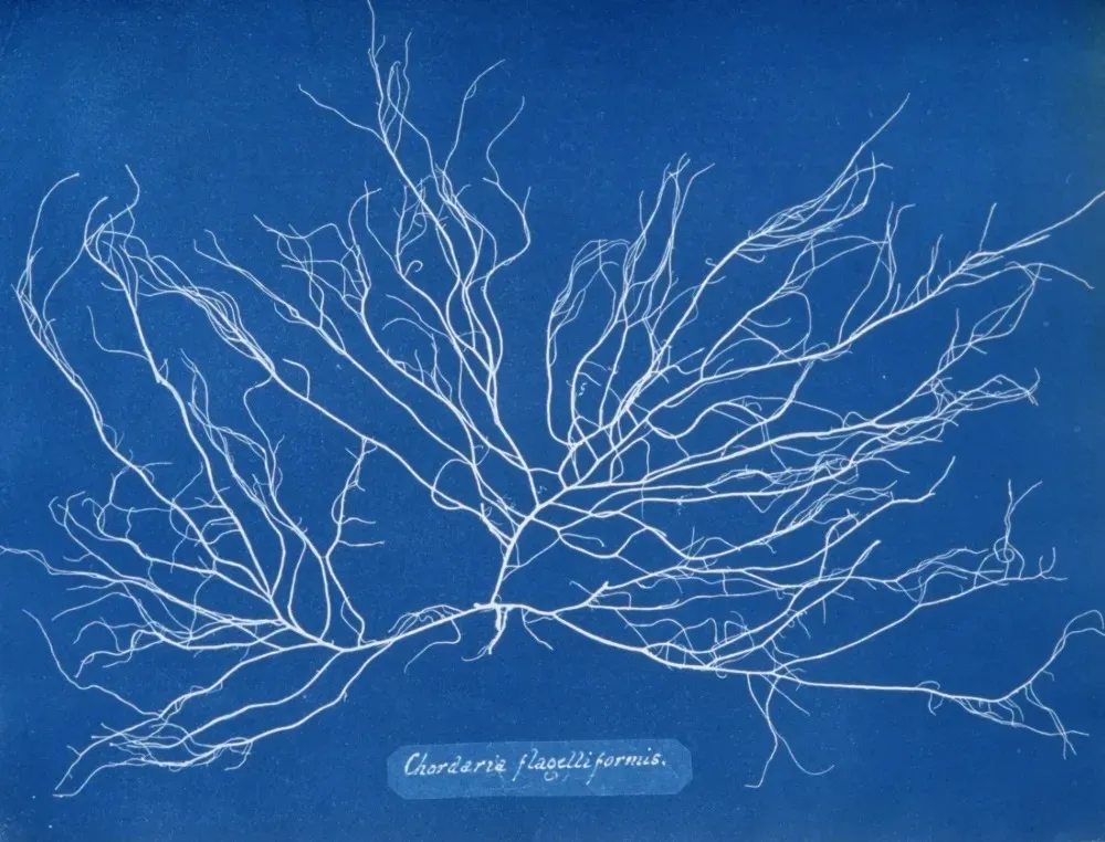 Photo-Based Art 23-Anna Atkins