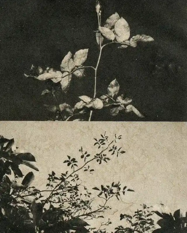 Film Photography (8)