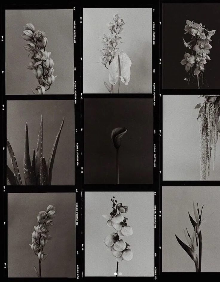 Film Photography (3)