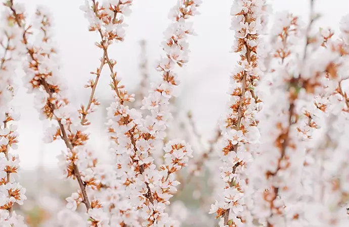 Crop Sensro-Zoom