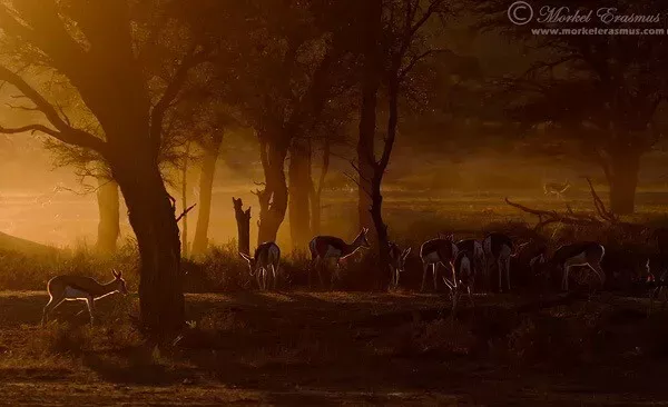 36-Wild Life photography- Springbok_Dawn