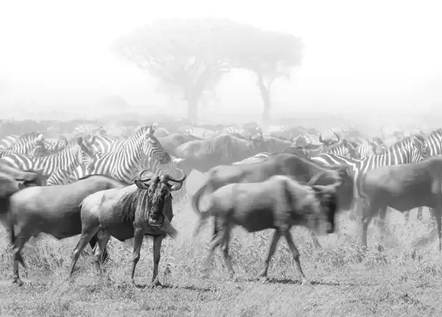 5-Wildebeest migration across  the Serengeti