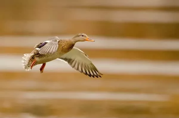 panning