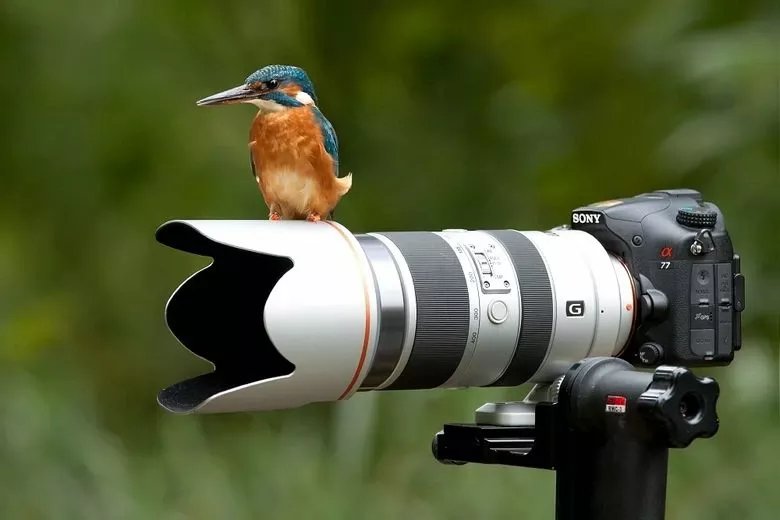 wildlife-photography-05