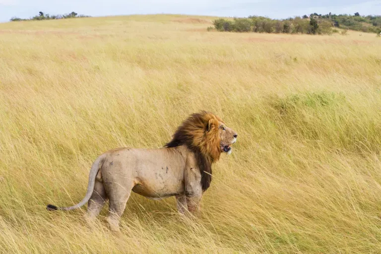 wildlife-photography-14