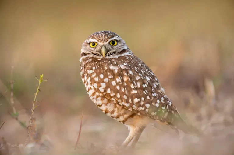 wildlife-photography-19