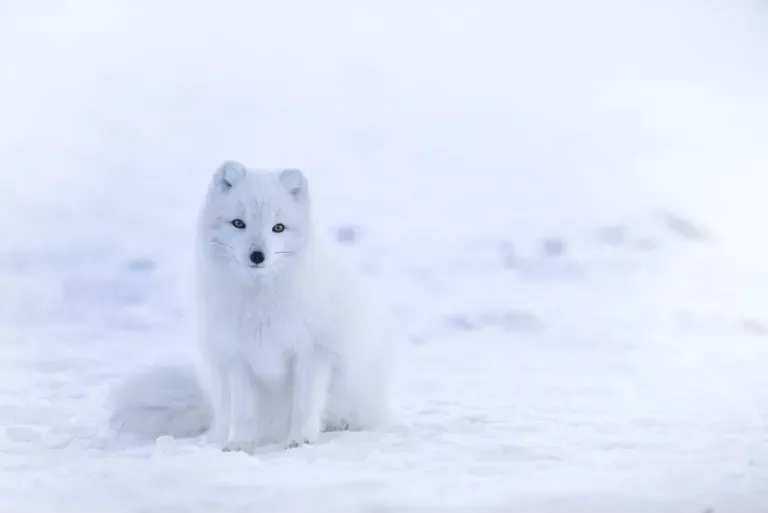 wildlife-photography-21