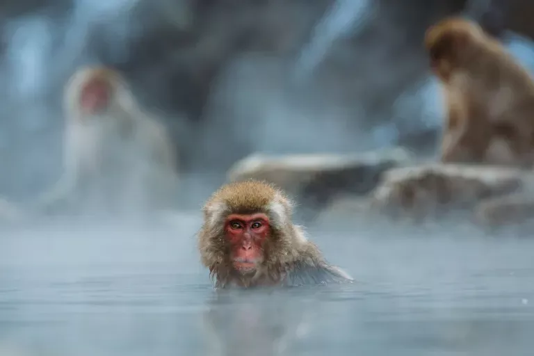wildlife-photography-23