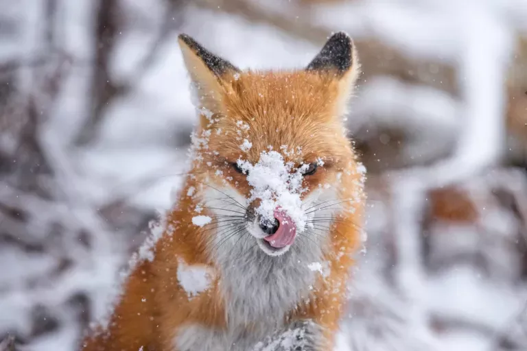 wildlife-photography-24