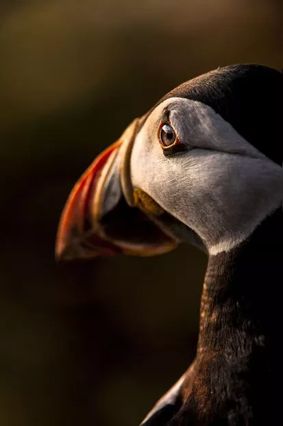 wildlife-photography-27