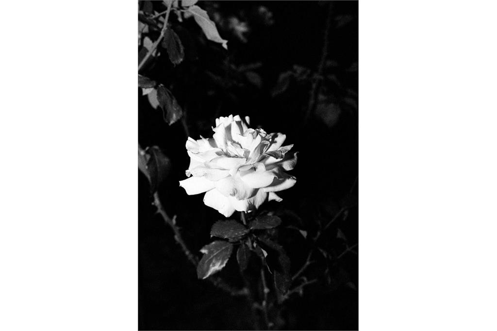 باران‌های موسمی هرگز از کوه‌ها نمی‌گذرند - کامیلو پاسکوآرلی 20