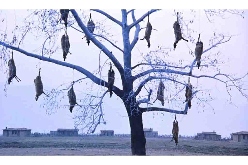 دشت گریان 10