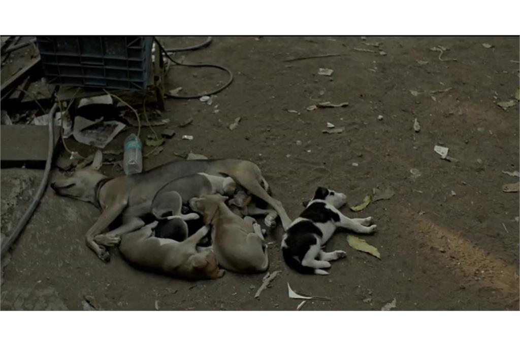 سکانسی از فیلم بونسله 2