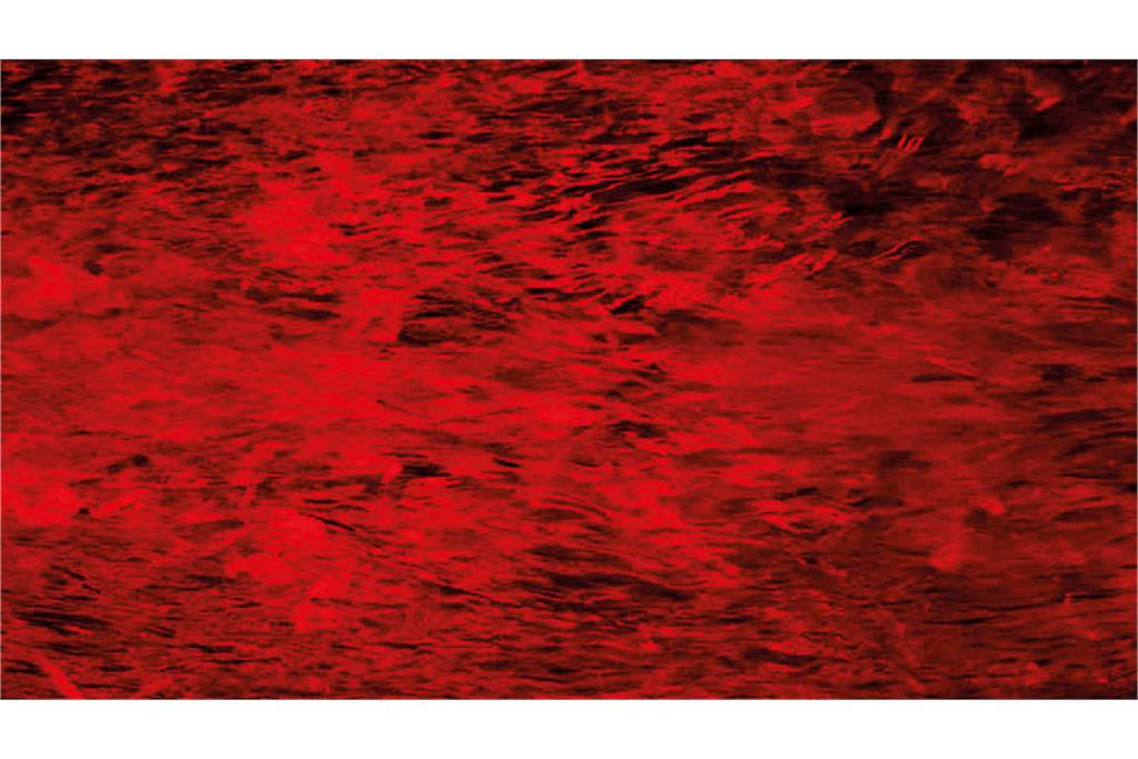 اثری از سیلویا ریوا