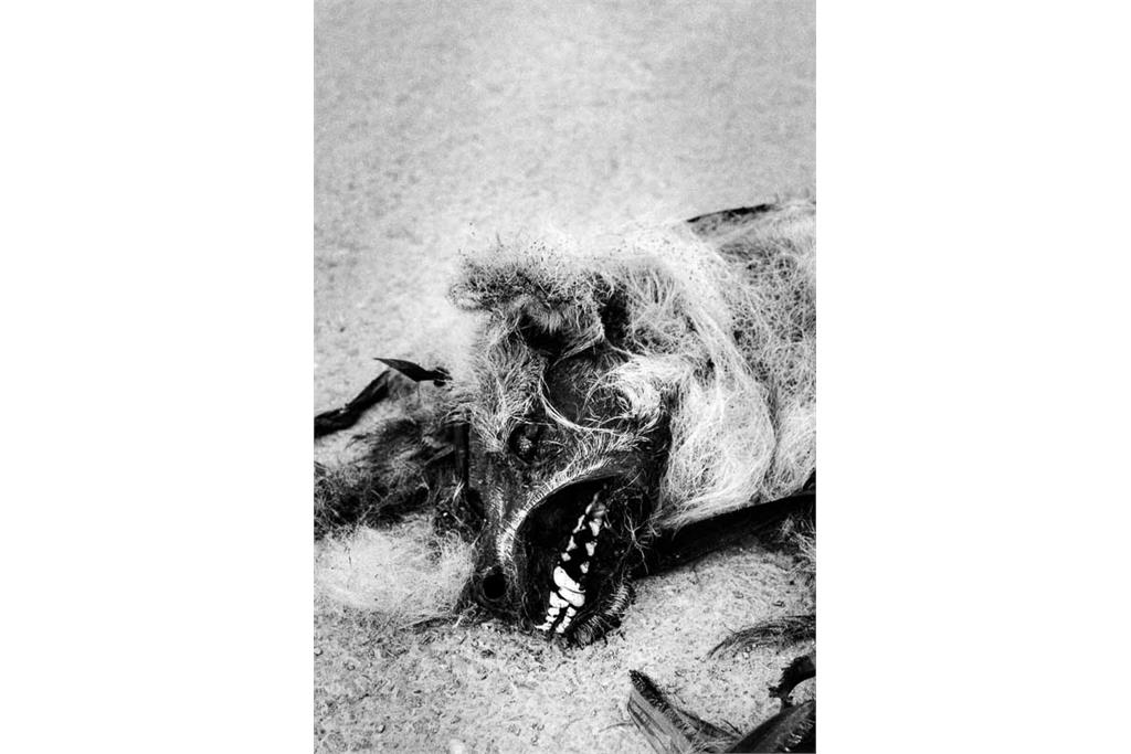 باران‌های موسمی هرگز از کوه‌ها نمی‌گذرند - کامیلو پاسکوآرلی 9