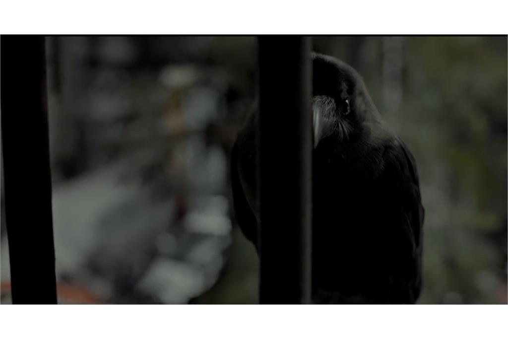 سکانسی از فیلم بونسله 5