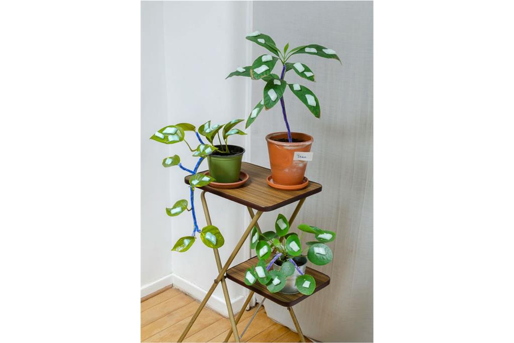 گیاه ها از مجموعه "بازی در زمان کرونا" اثر "لوکاس لفلر "