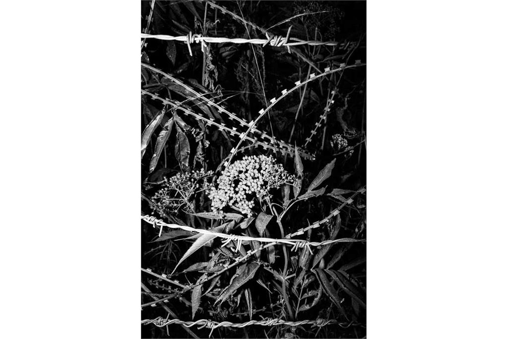 باران‌های موسمی هرگز از کوه‌ها نمی‌گذرند - کامیلو پاسکوآرلی 3