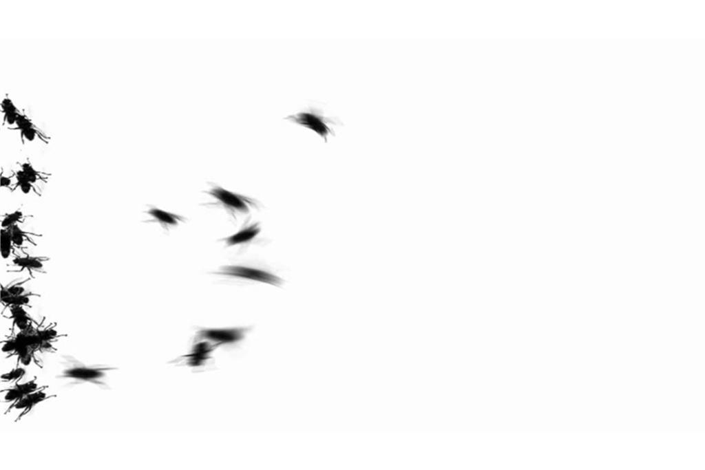 اثر سیلویا ریوا  5