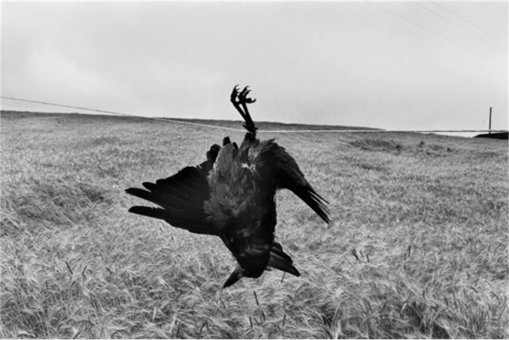 مجموعه تبعیدشدگان کودلکا 13