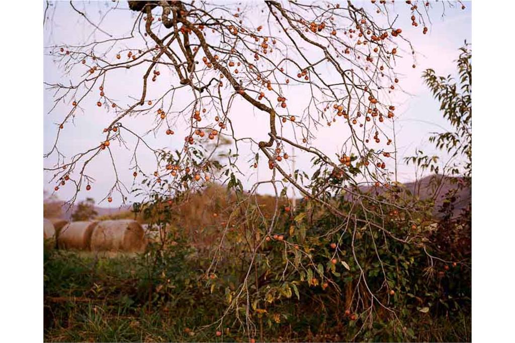 عکس‌های سوزان ورشام از جنوب آمریکا 16