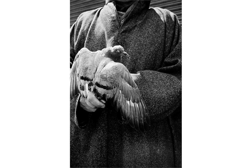 باران‌های موسمی هرگز از کوه‌ها نمی‌گذرند - کامیلو پاسکوآرلی 5