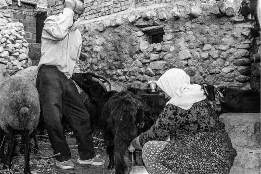 از مجموعه عکس بهشت کودکی من اثر شایسته محمدی 10